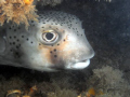   Spotted BurfishBlue Heron Bridge Riveria Beach Burfish-Blue Burfish Blue  